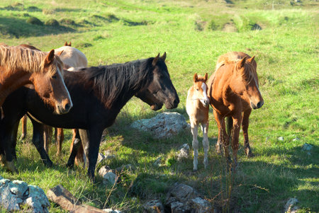 Herd of horses on the field with green grassの写真素材