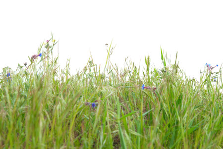 Green grass isolated on the white backgroundの写真素材