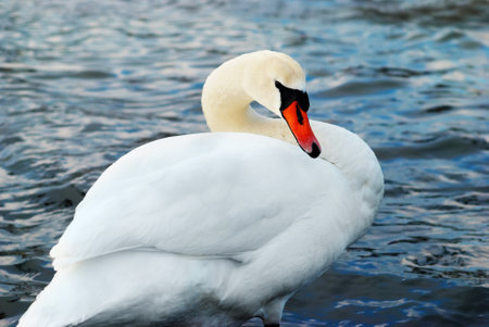 Beautiful white swan on the water.の写真素材