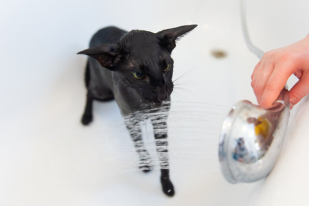 Washing black funny cat in bath taking showerの写真素材