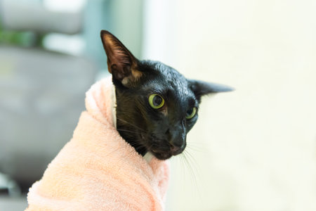 Black oriental cat wrapped in towel after bathの写真素材