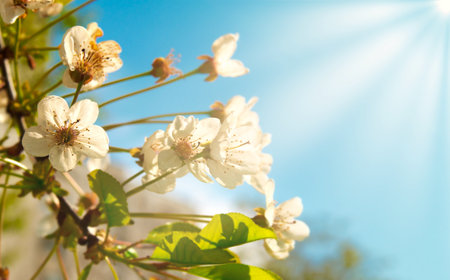 White cherry flowers with blue sky and sun lightの写真素材