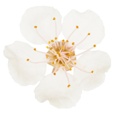 White flower macro from cherry tree isolated on white background. Macro studio shotの写真素材