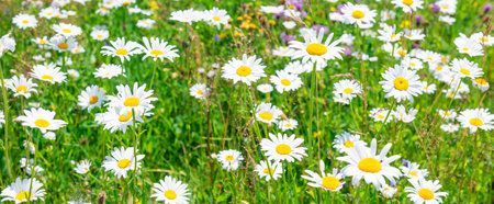 White flowers daisies on green spring field, panorama flower landscapeの写真素材