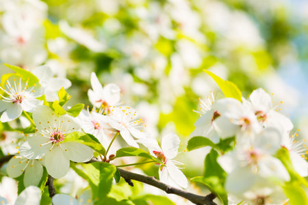 Ð¡herry tree white flowers with green spring leaves background and blue skyの写真素材