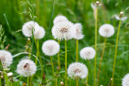 White dandelion flowers on green grass meadowの写真素材