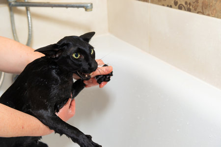 Black funny cat wet in bath, black purebred oriental cat washingの写真素材