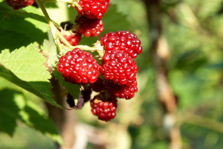 Blackberry dewberry bramble berries with green leaves background