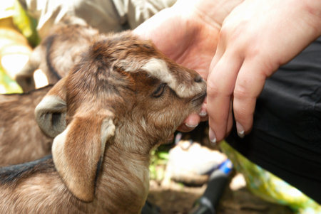 Baby goat sheep eating from hand. Feeding little goatの写真素材