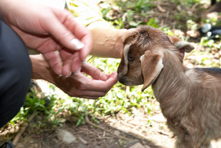 Baby goat sheep eating from hand. Feeding little goatの写真素材