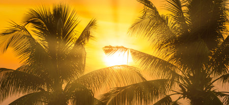 Sunset with palm trees- panorama landscape with coconut pulm treesand sun lightの写真素材