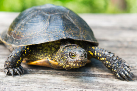 Big turtle on wooden desk with sunny grass on backgroundの写真素材