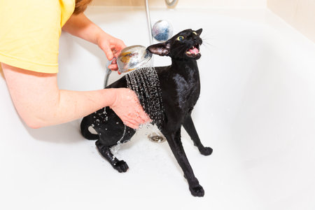 Black oriental cat taking bath in bathroom. Woman washes black cat in bathtubの写真素材