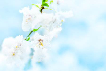 White flowers of branch cherry tree in snow. Spring white flowersの写真素材