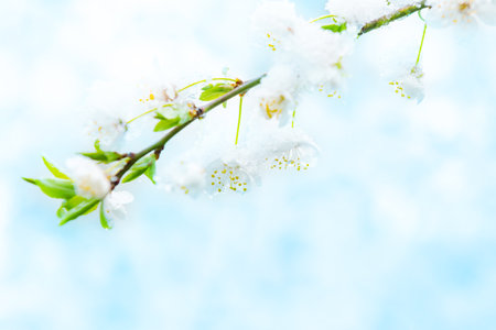 White flowers of branch cherry tree in snow. Spring white flowersの写真素材