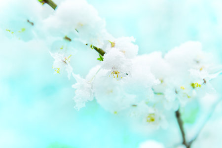 White flowers of branch cherry tree in snow. Spring white flowersの写真素材