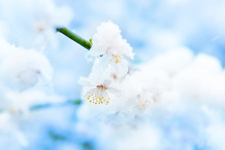 White flowers of branch cherry tree in snow. Spring white flowersの写真素材