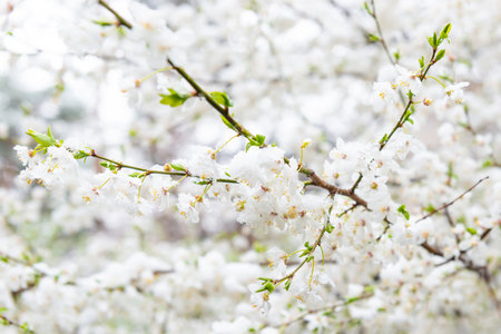 White flowers of branch cherry tree in snow. Spring white flowersの写真素材