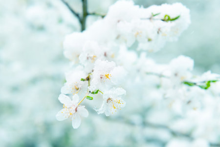 White flowers of branch cherry tree in snow. Spring white flowersの写真素材