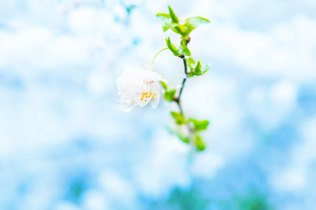 White flowers of branch cherry tree in snow. Spring white flowersの写真素材