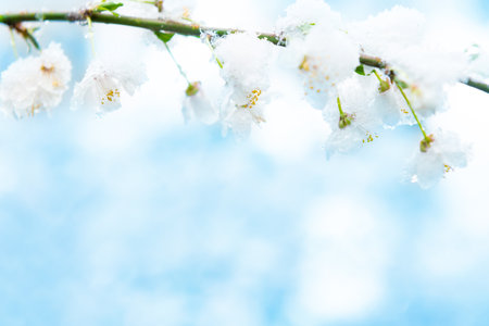 White flowers of branch cherry tree in snow. Spring white flowersの写真素材