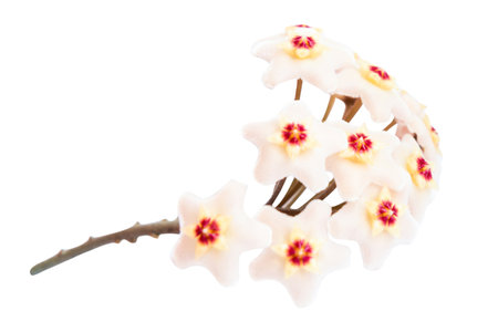 White flowers Hoya Carnosa, bunch of flowers isolated on white backgroundの写真素材