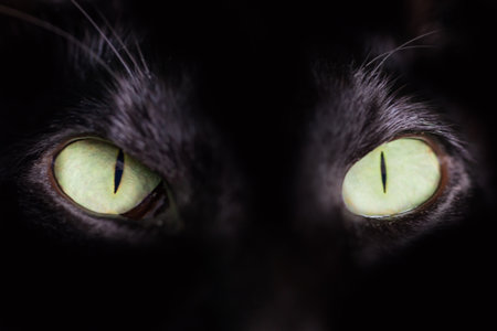 Black cat green eyes on black background. Close up black oriental cat eyes.の写真素材