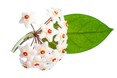 White flowers Hoya Carnosa with green leaf, bunch of flowers isolated on white backgroundの写真素材