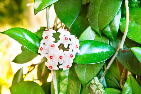 White flowers on green house plant. Hoya carnosa blooming, bunch of flowers on green leavesの写真素材