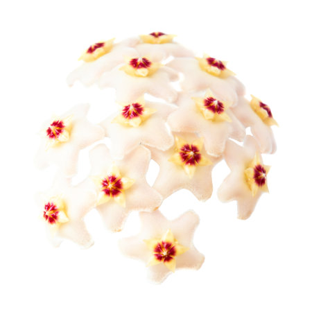 White flowers Hoya Carnosa, bunch of flowers isolated on white backgroundの写真素材