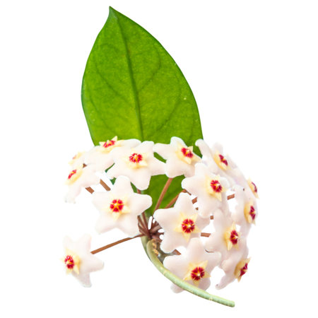 White flowers Hoya Carnosa with green leaf, bunch of flowers isolated on white backgroundの写真素材
