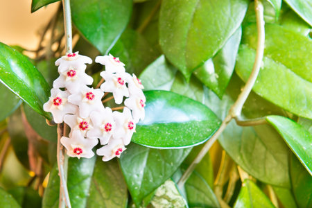 White flowers on green house plant. Hoya carnosa blooming, bunch of flowers on green leavesの写真素材