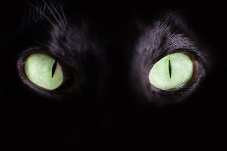 Black cat green eyes on black background. Close up black oriental cat eyes.の写真素材