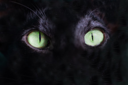 Black cat green eyes on black background. Close up black oriental cat eyes.の写真素材