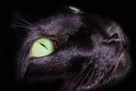 Black cat green eyes on black background. Close up black oriental cat eyes.の写真素材