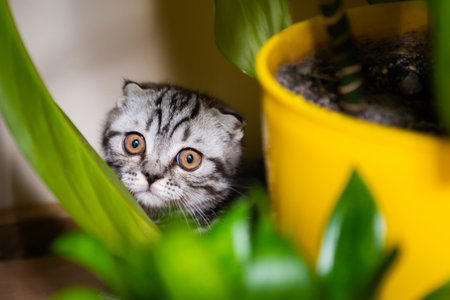 Cat little kitten in green home garden with green plant leaves. Purebred Scottish fold kittenの写真素材