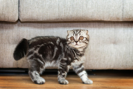 Cat funny kitten walking in room. Purebred Scottish fold cat kittenの写真素材