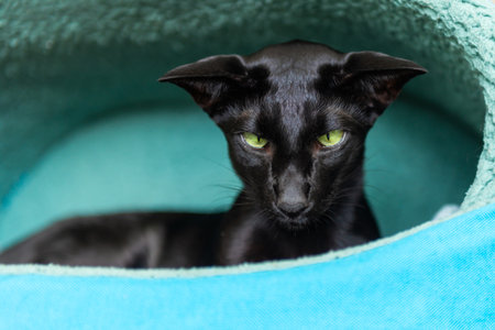 Black oriental cat in basket. Purebred black oriental catの写真素材