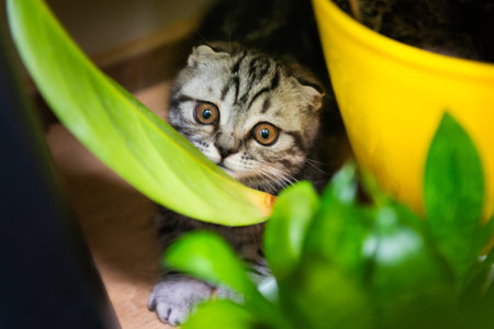 Cat little kitten in green home garden with green plant leaves. Purebred Scottish fold kittenの写真素材