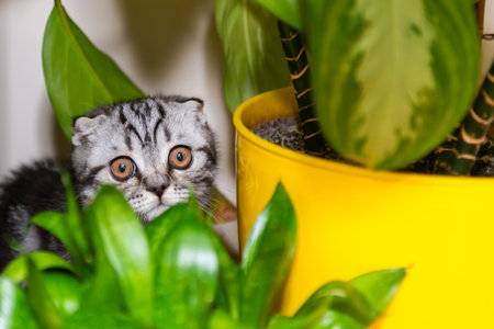 Cat little kitten in green home garden with green plant leaves. Purebred Scottish fold kittenの写真素材