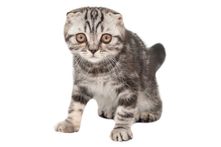 Little kitten Scottish fold cat isolated on white background, purebred Scottish Fold cat kittenの写真素材