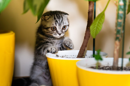 Cat little kitten in green home garden with green plant leaves. Purebred Scottish fold kittenの写真素材