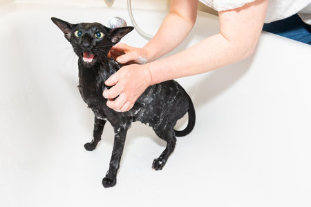 Cat taking shower, wet black oriental cat in bath tubの写真素材