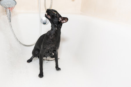 Cat taking shower, wet black oriental cat wash in bath tubの写真素材