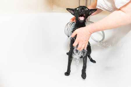 Cat taking shower, wet black oriental cat in bath tubの写真素材