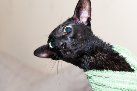 Wet black cat in towel after shower. Black wet oriental catの写真素材