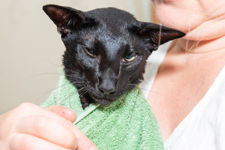 Wet black cat with owner. Black wet oriental cat in towelの写真素材
