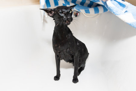 Wet black cat with towel after shower. Black wet oriental catの写真素材