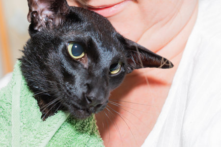 Wet black cat with owner. Black wet oriental cat in towelの写真素材
