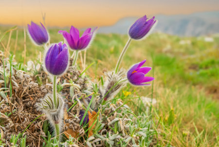 Purple spring flowers pasqueflowers Pulsatilla patens on sunset field, sunset flower landscape
